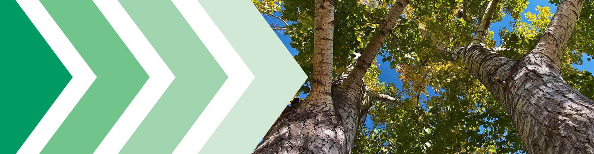 RainSmart Rain Trees Page banner